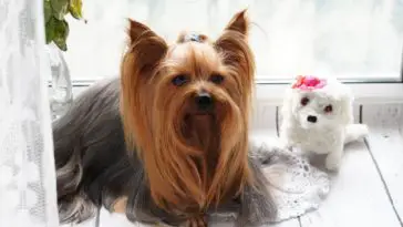 Are Yorkies Hunting Dogs