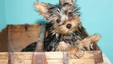 How to crate train a yorkie