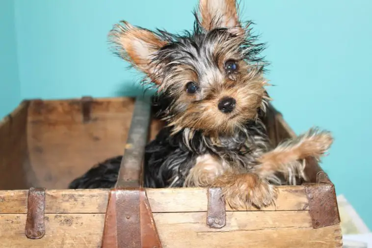 How to crate train a yorkie