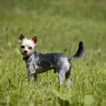 How Fast Can a Yorkie Run?