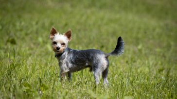 How Fast Can a Yorkie Run?