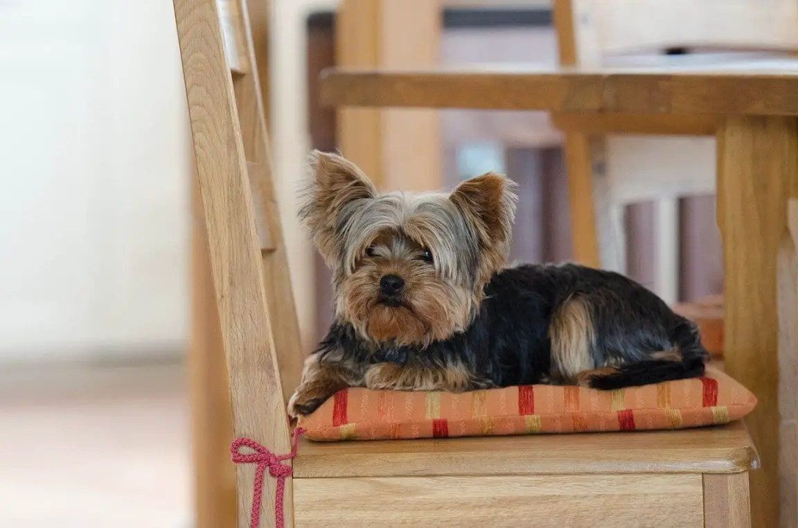 14 Reasons Why Are Yorkies So Needy? A Complete Guide