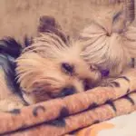 Why is my yorkie so hyper