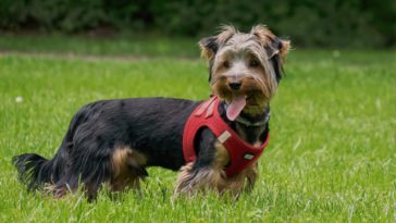 Are Yorkies Smart?