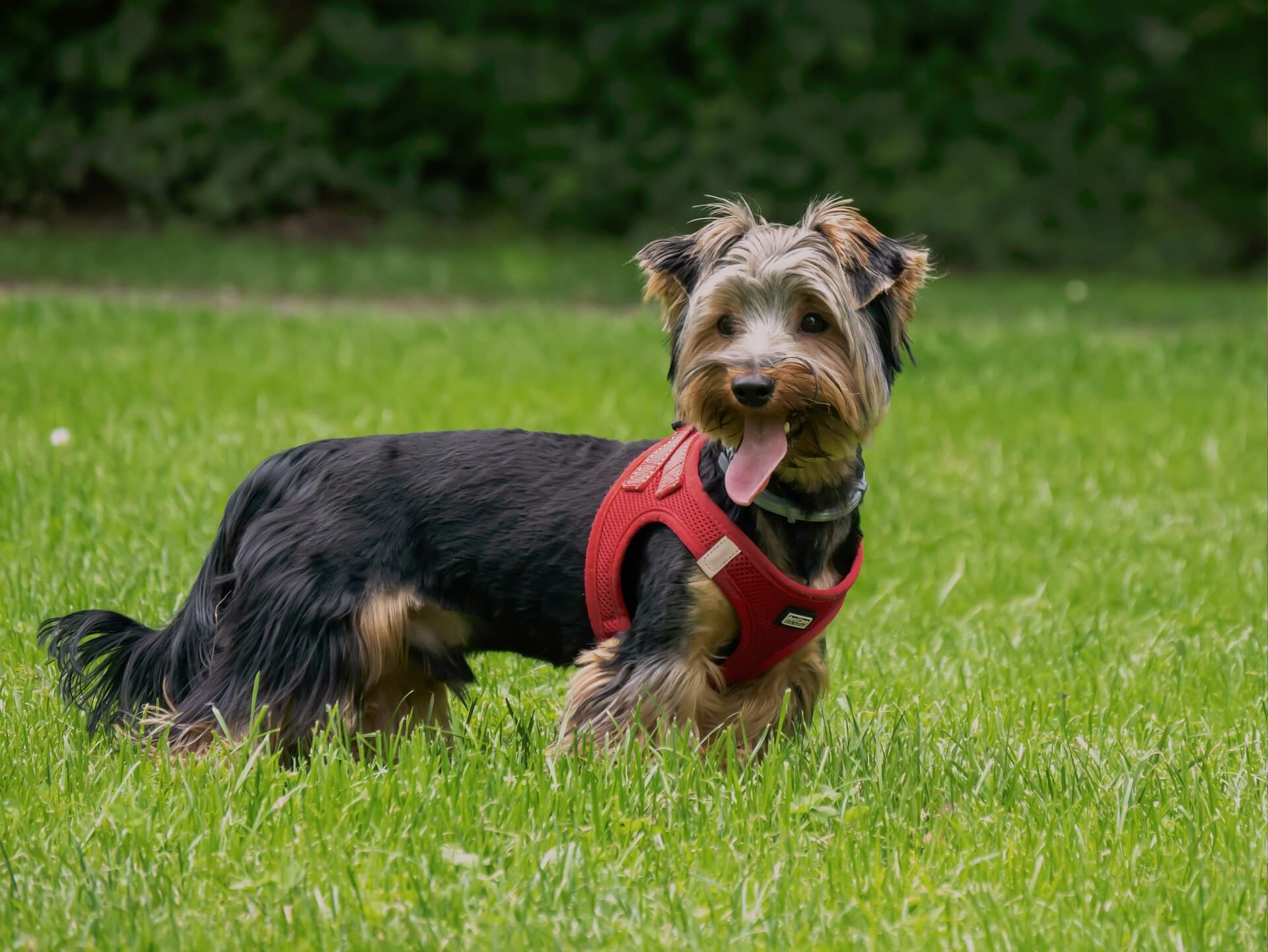 Are Yorkies Smart? Everything You Need To Know About Yorkies
