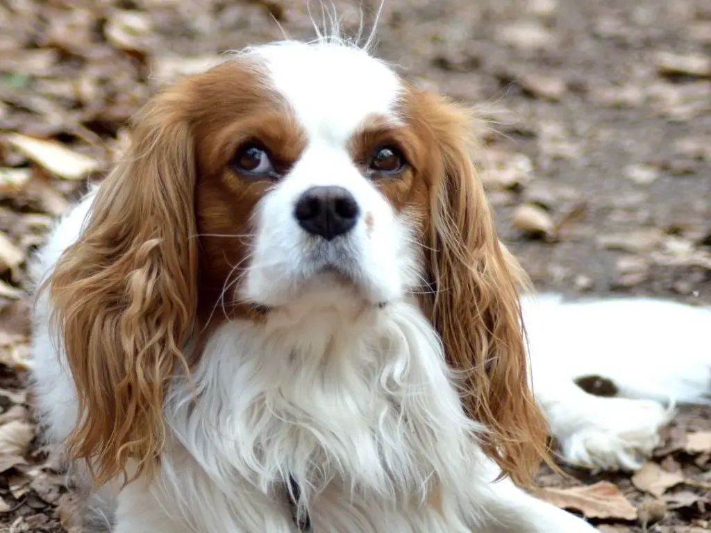 How Long Does It Take For A Dog's Stomach To Empty? + 9 Danger Signs