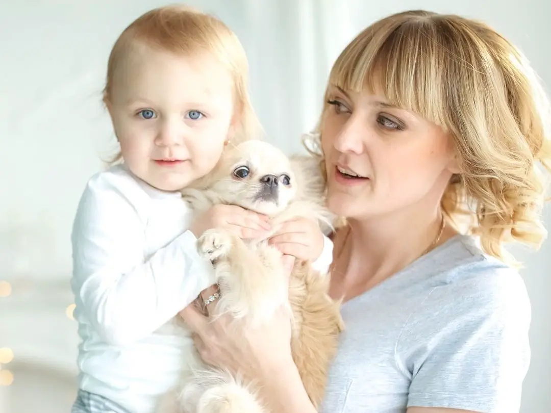 are-chihuahuas-good-with-babies