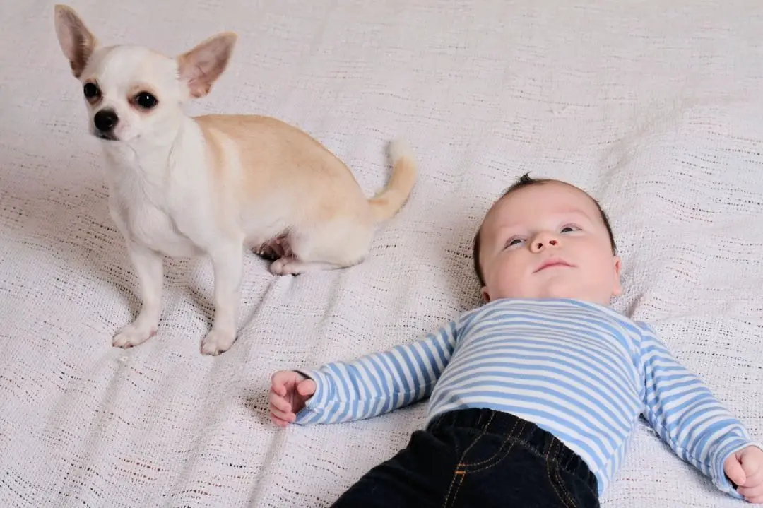 are-chihuahuas-good-with-babies