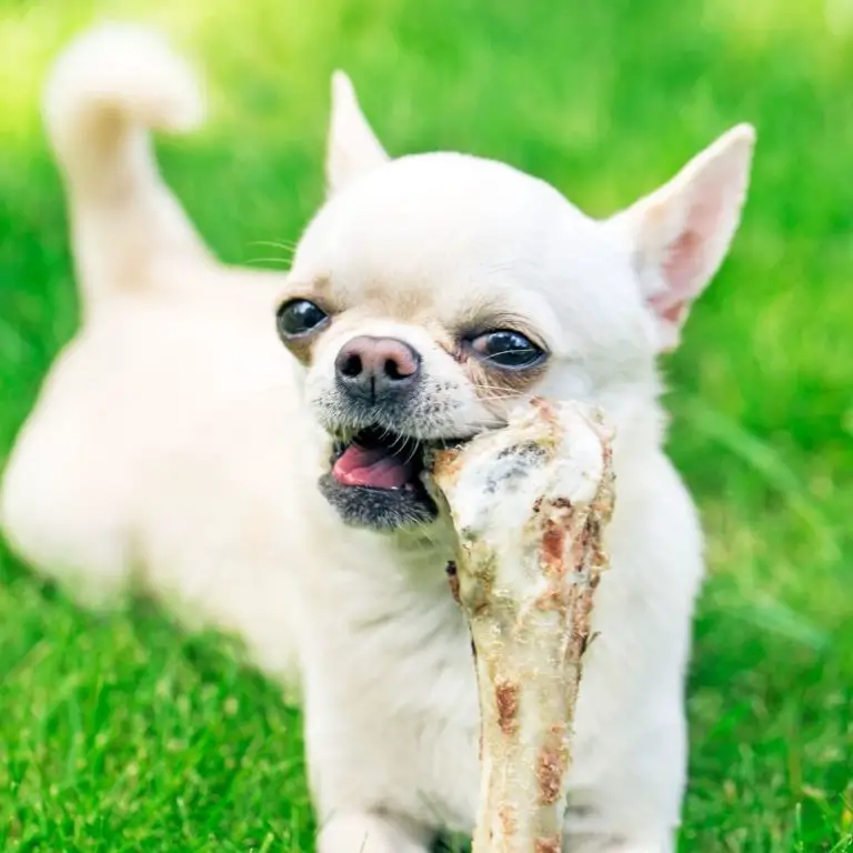 How Long Does It Take For A Dog's Stomach To Empty? + 9 Danger Signs