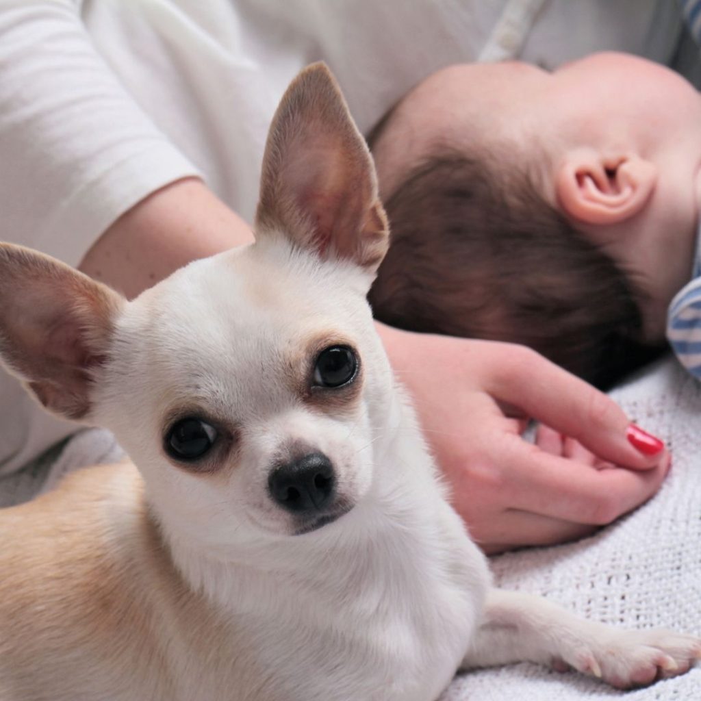 are-chihuahuas-good-with-babies