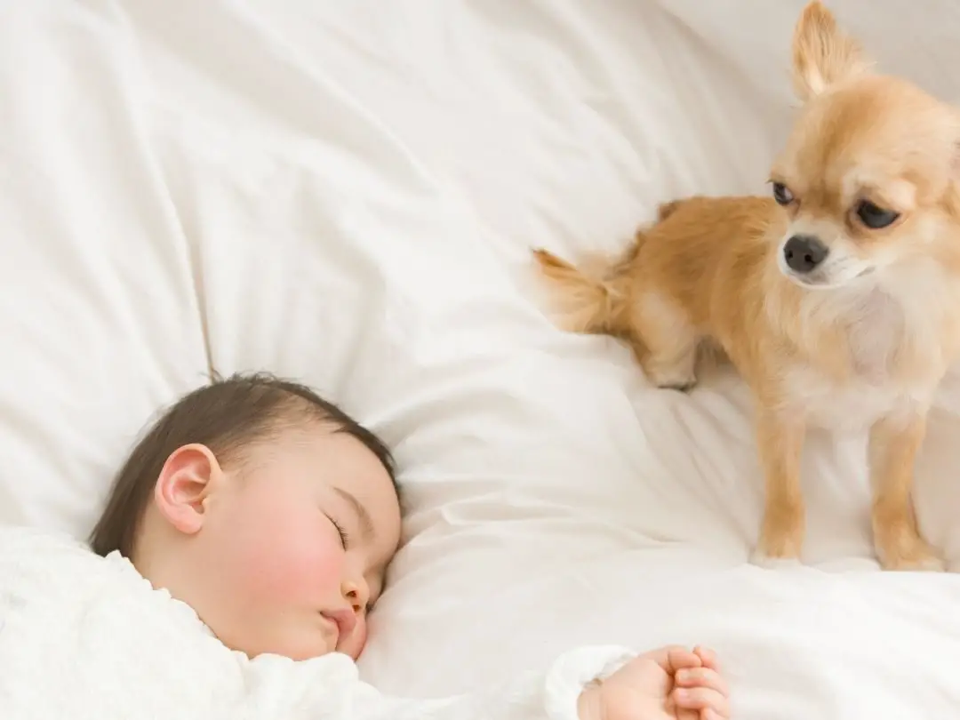 are-chihuahuas-good-with-babies