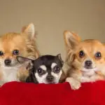 Can Chihuahuas see in the dark?