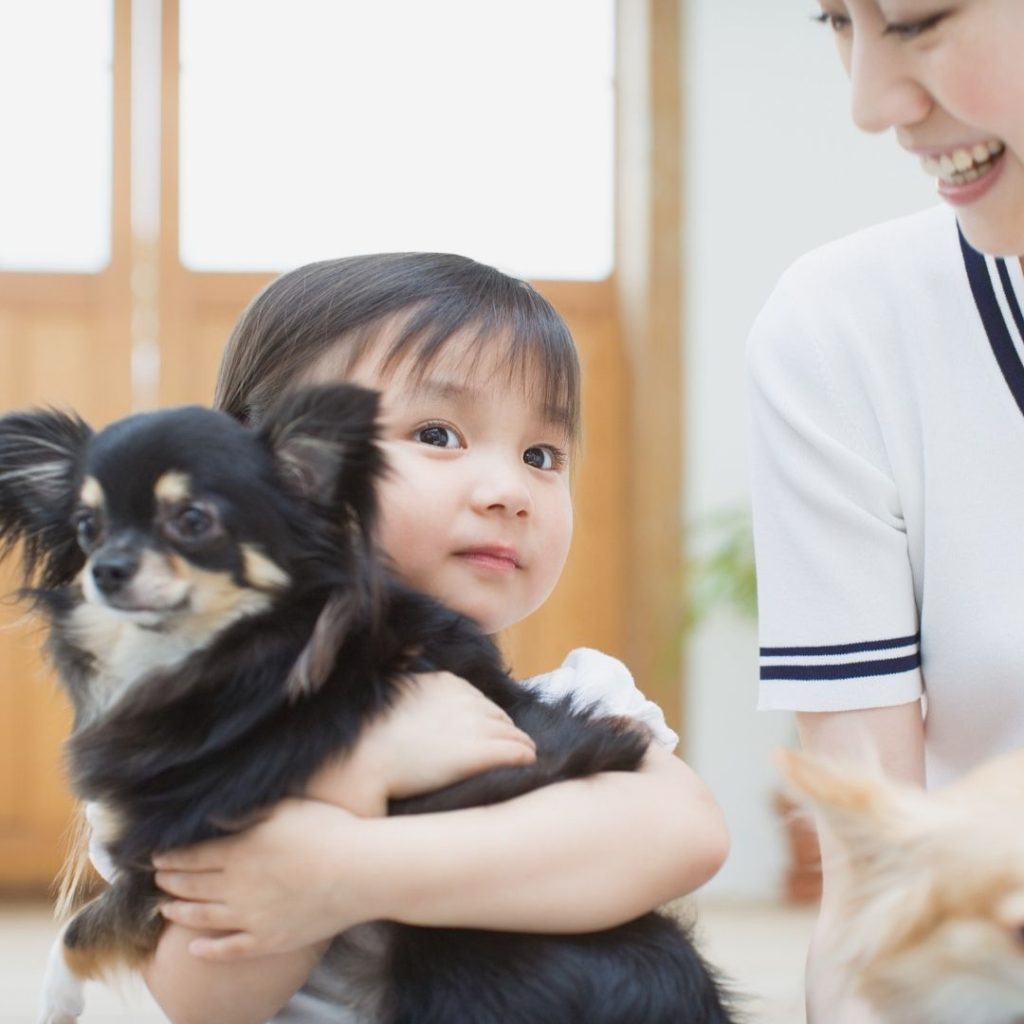 are-chihuahuas-good-with-babies