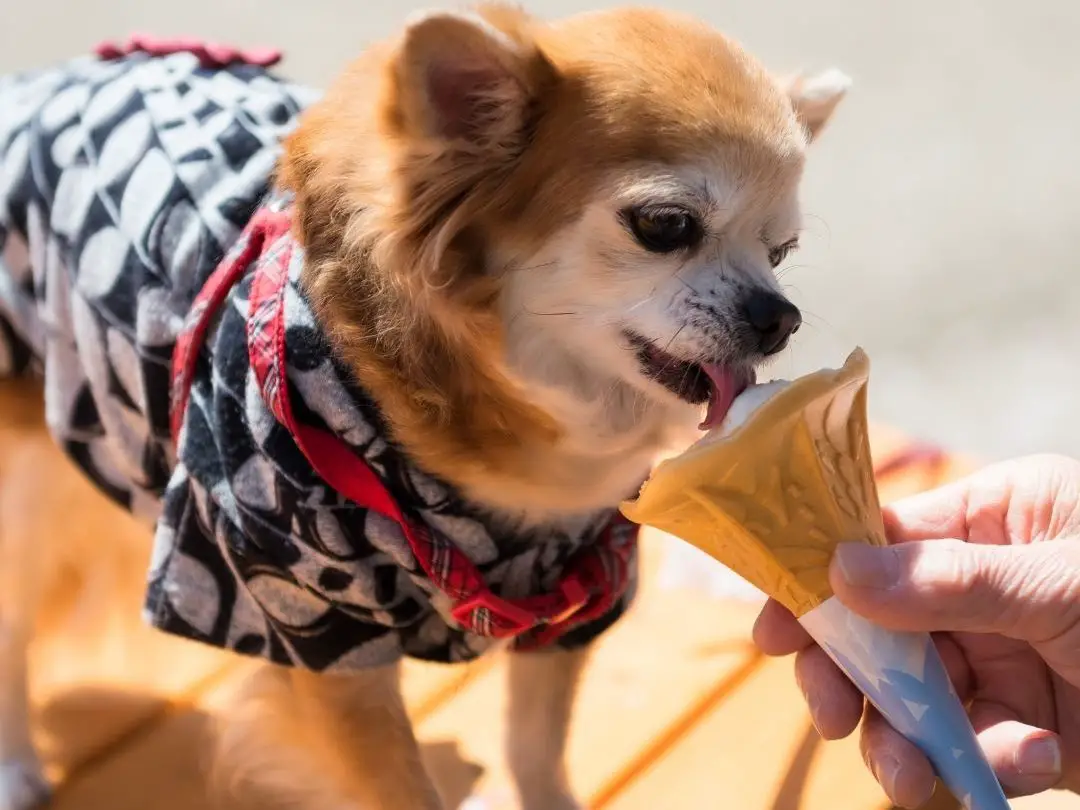 can-dogs-eat-durian