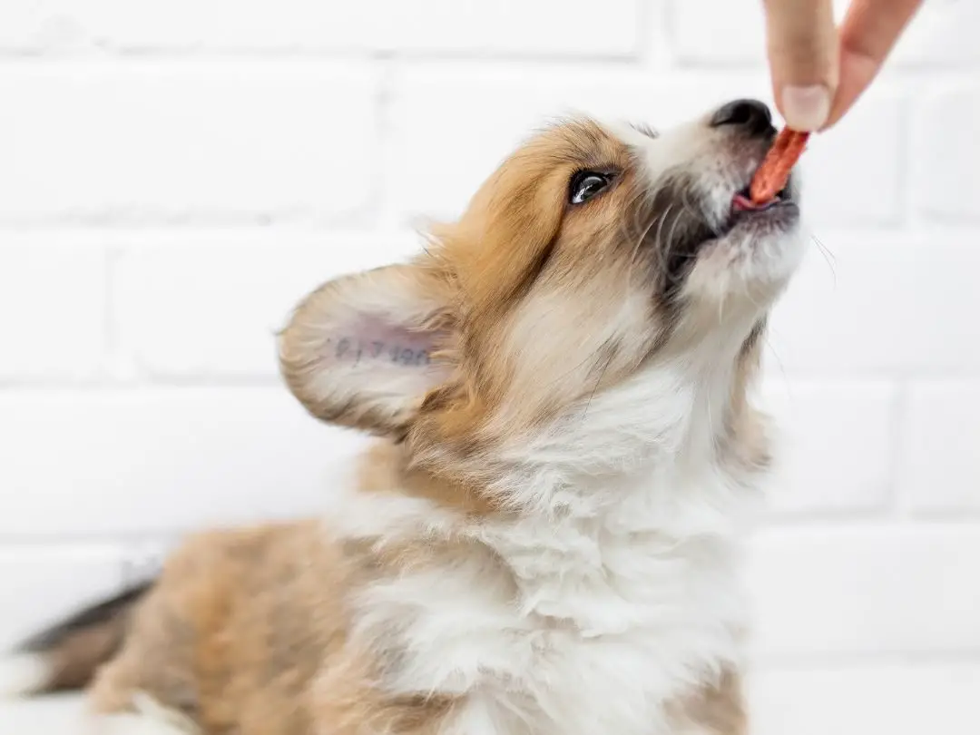 can-dogs-eat-durian