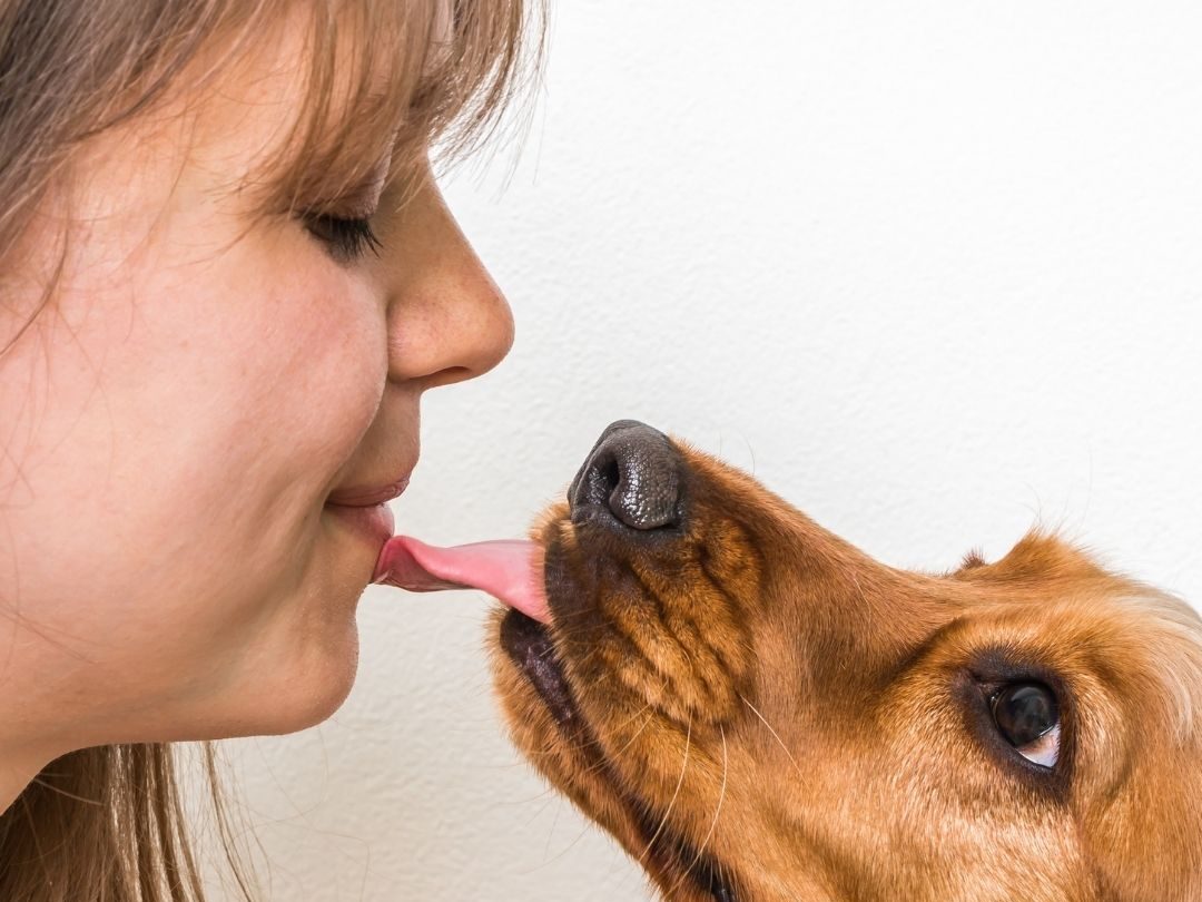 why-do-dogs-lick-your-face-in-the-morning