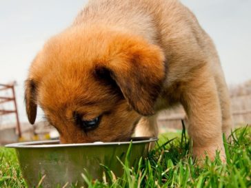 Can Dogs Eat Chestnuts? 5 Benefits + 5 DangersTo Watchout For