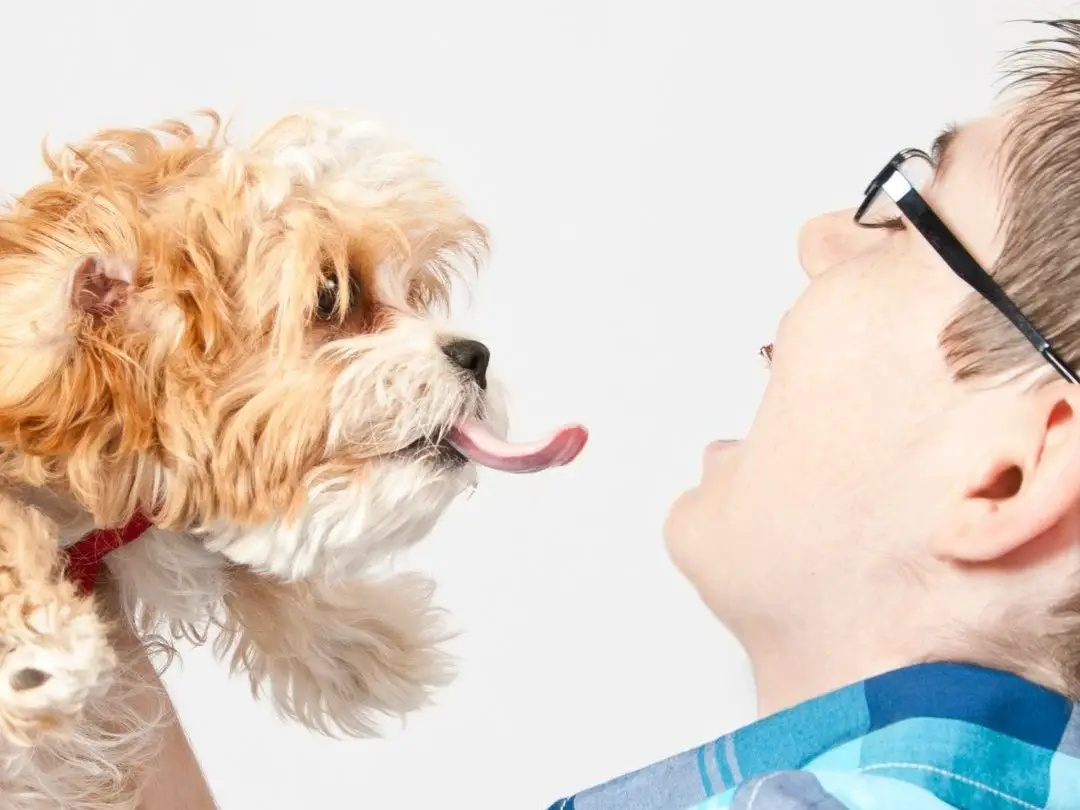 why-do-dogs-lick-your-face-in-the-morning