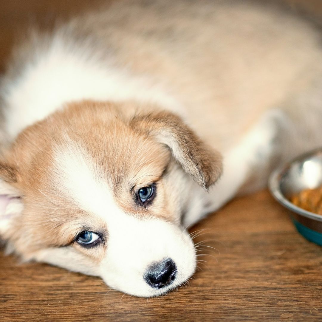 Do Dogs Miss Their Mom? + 5 Ways To Help Them Cope