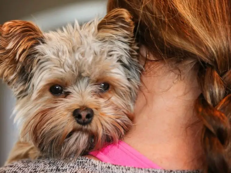 How Long Is A Dog's Memory Span? +14 Dog's Memory FAQs