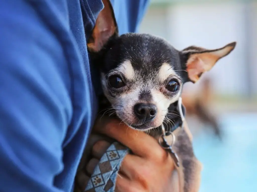 How Long Is A Dog's Memory Span? +14 Dog's Memory FAQs