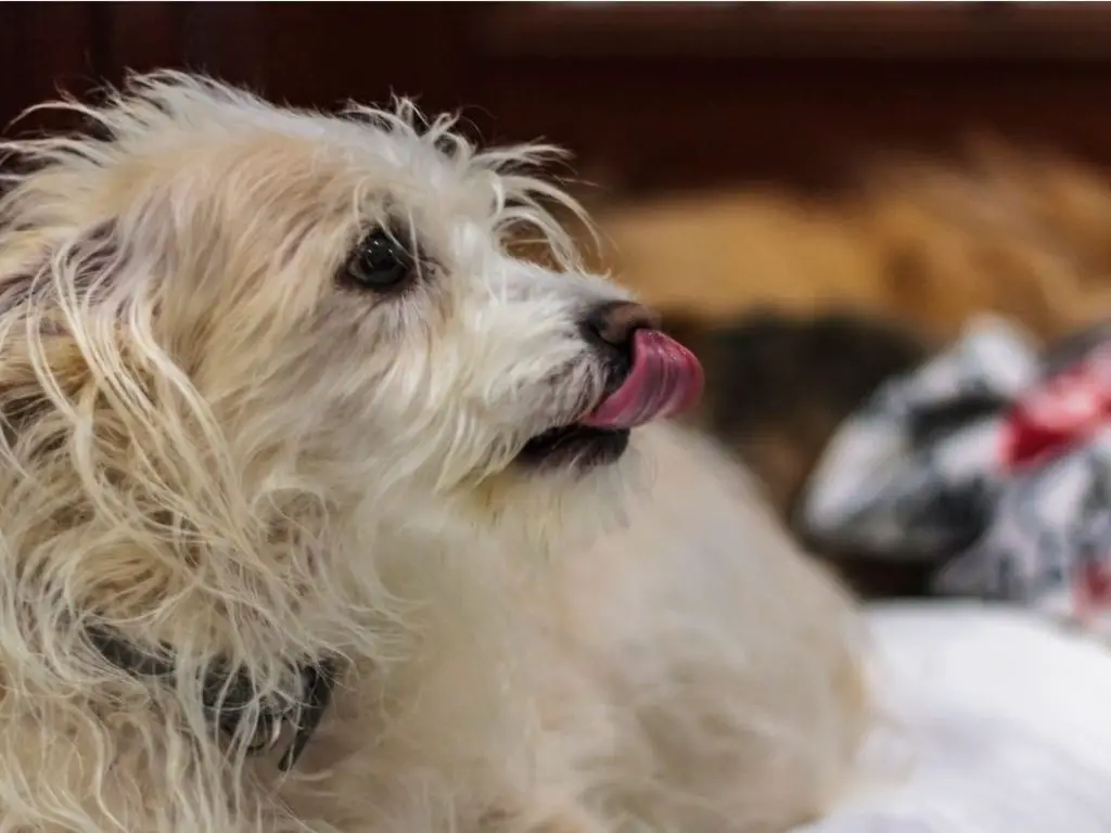 Why Do Dogs Keep Licking Their Nose? 12 Reasons + 4 Tips To Stop