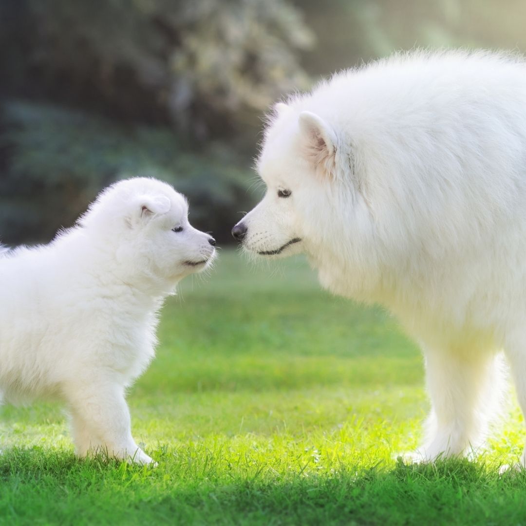 How Long Is A Dog's Memory Span? +14 Dog's Memory FAQs