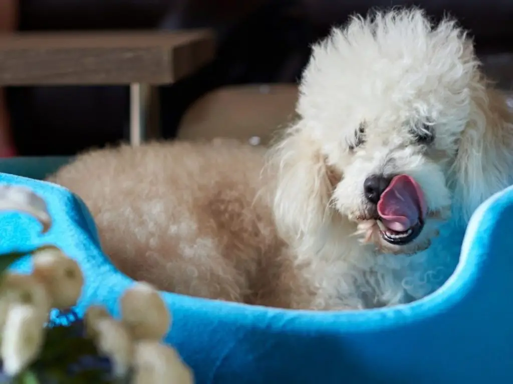 Why Do Dogs Keep Licking Their Nose? 12 Reasons + 4 Tips To Stop