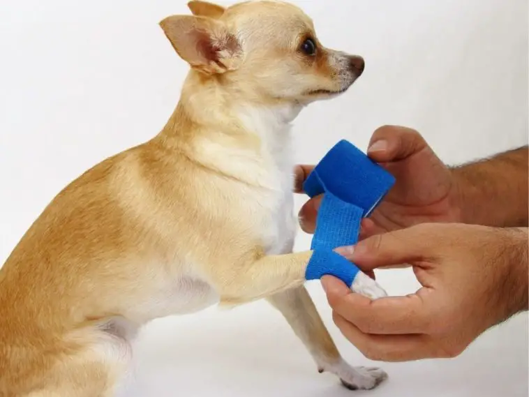 How Long Is A Dog's Memory Span? +14 Dog's Memory FAQs