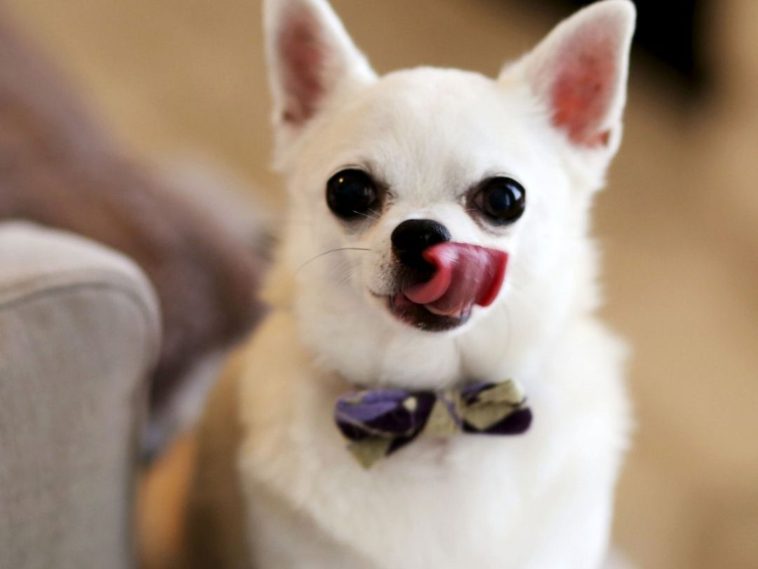 Why Do Dogs Keep Licking Their Nose? 12 Reasons + 4 Tips To Stop