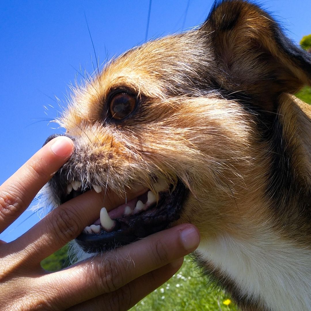 Why Do Dogs Jump On You And Bite? 6 Reasons + 3 Ways To Stop It