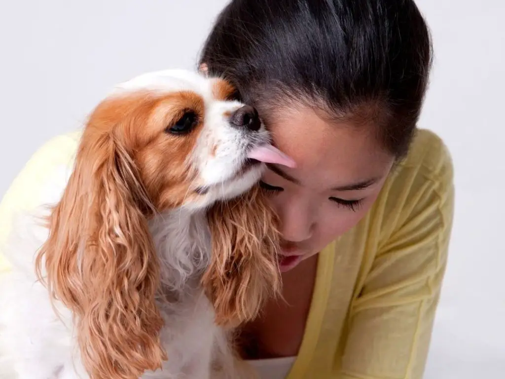 Why Do Dogs Keep Licking Their Nose? 12 Reasons + 4 Tips To Stop