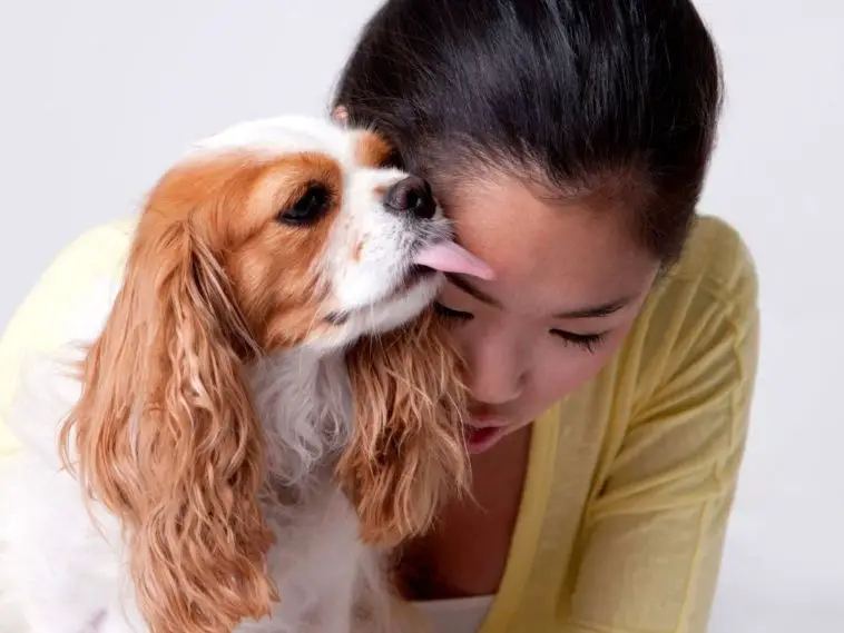 Why Do Dogs Keep Licking Their Nose? 12 Reasons + 4 Tips To Stop