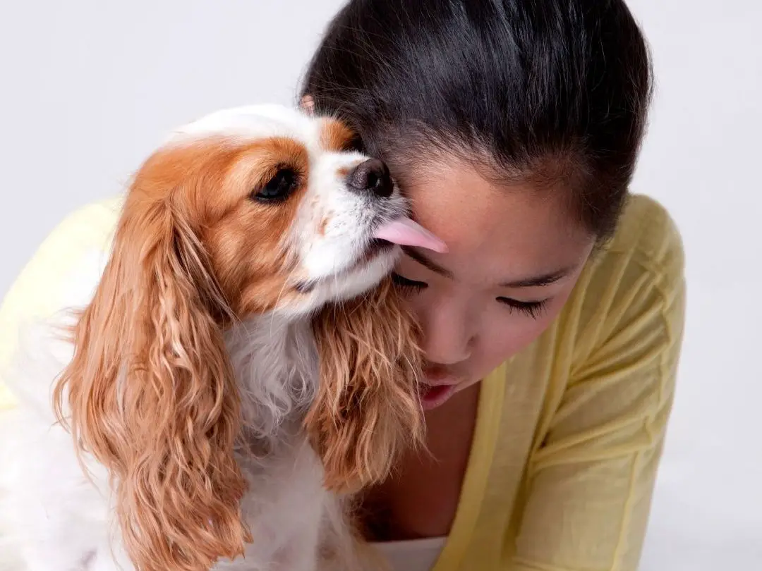 why-do-dogs-keep-licking-their-nose