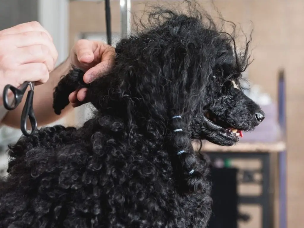 Does Matted Hair Hurt Dogs 4 Reasons 9 Tips More