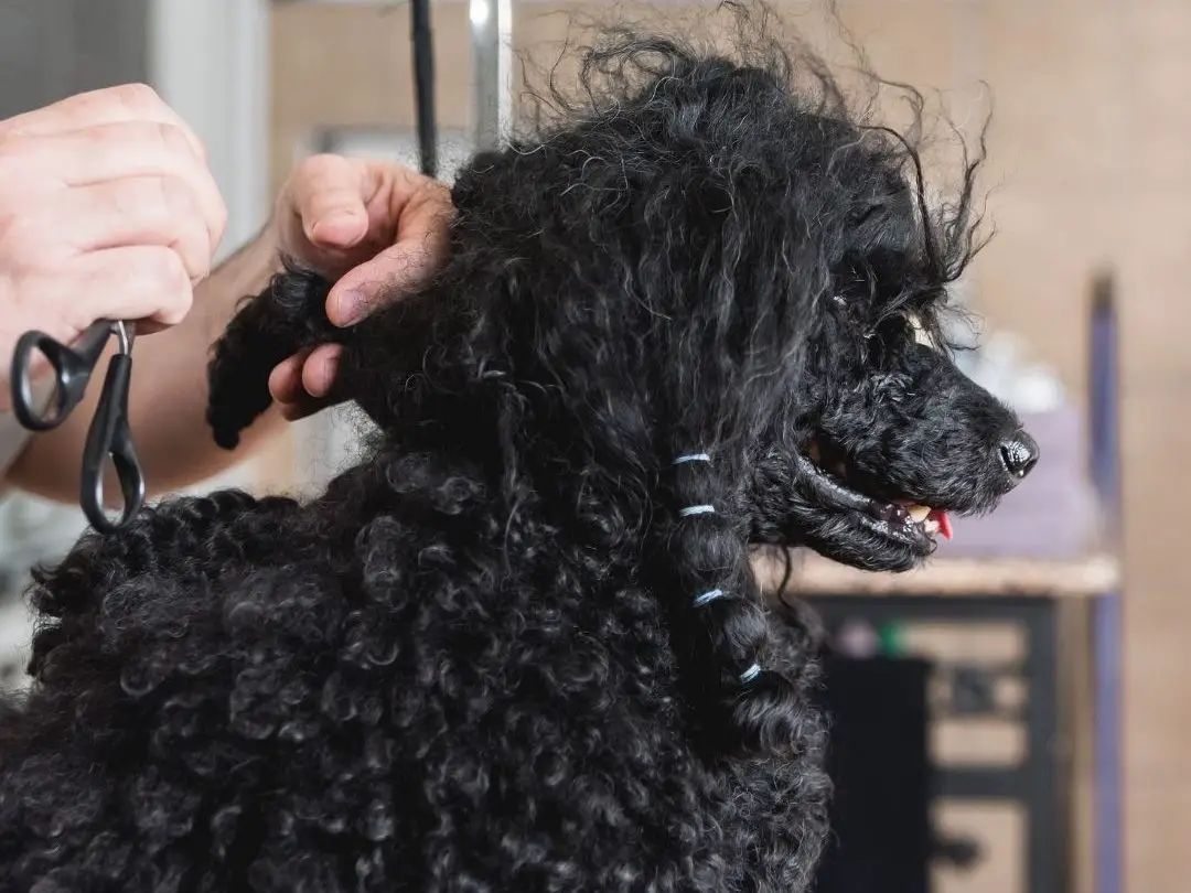 does-matted-hair-hurt-dogs