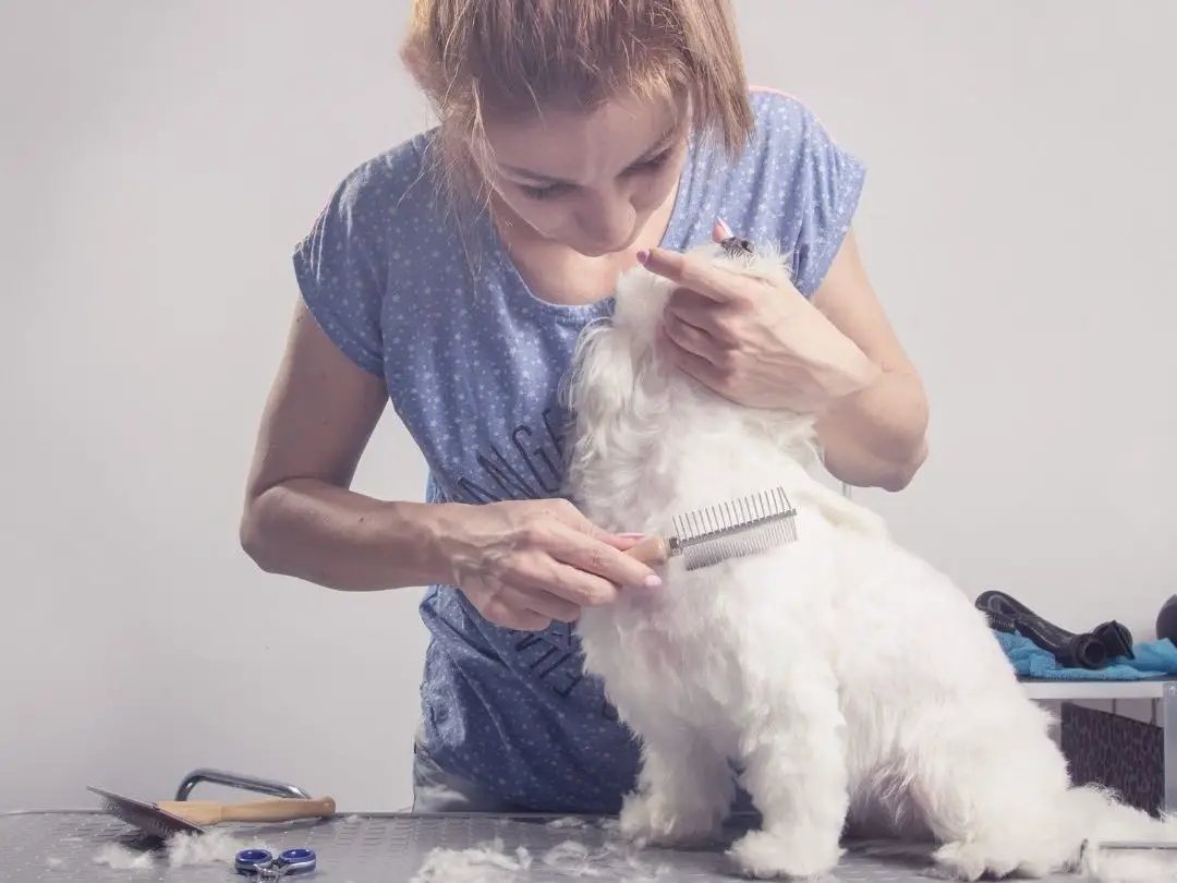 does-matted-hair-hurt-dogs