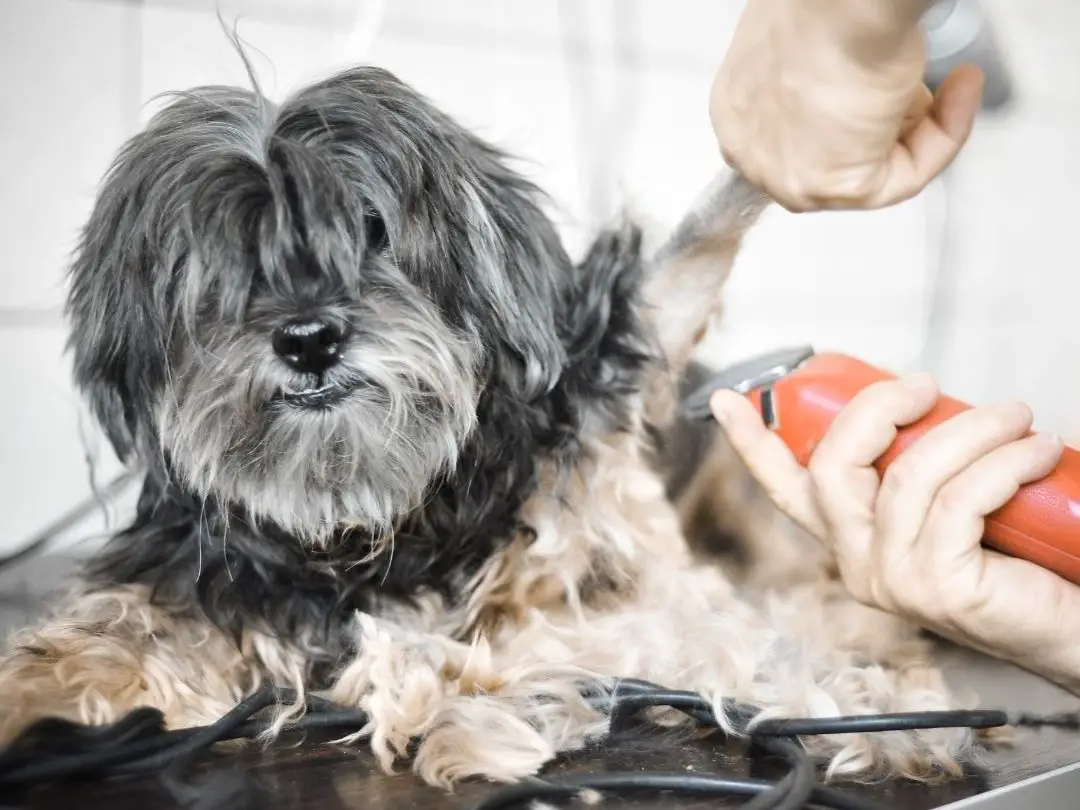 does-matted-hair-hurt-dogs