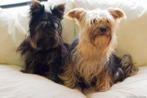 What Smells Do Dogs Hate The Most - 15 Scents That Repel Dogs