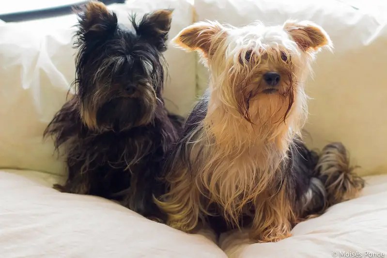 What Smells Do Dogs Hate The Most 15 Scents That Repel Dogs