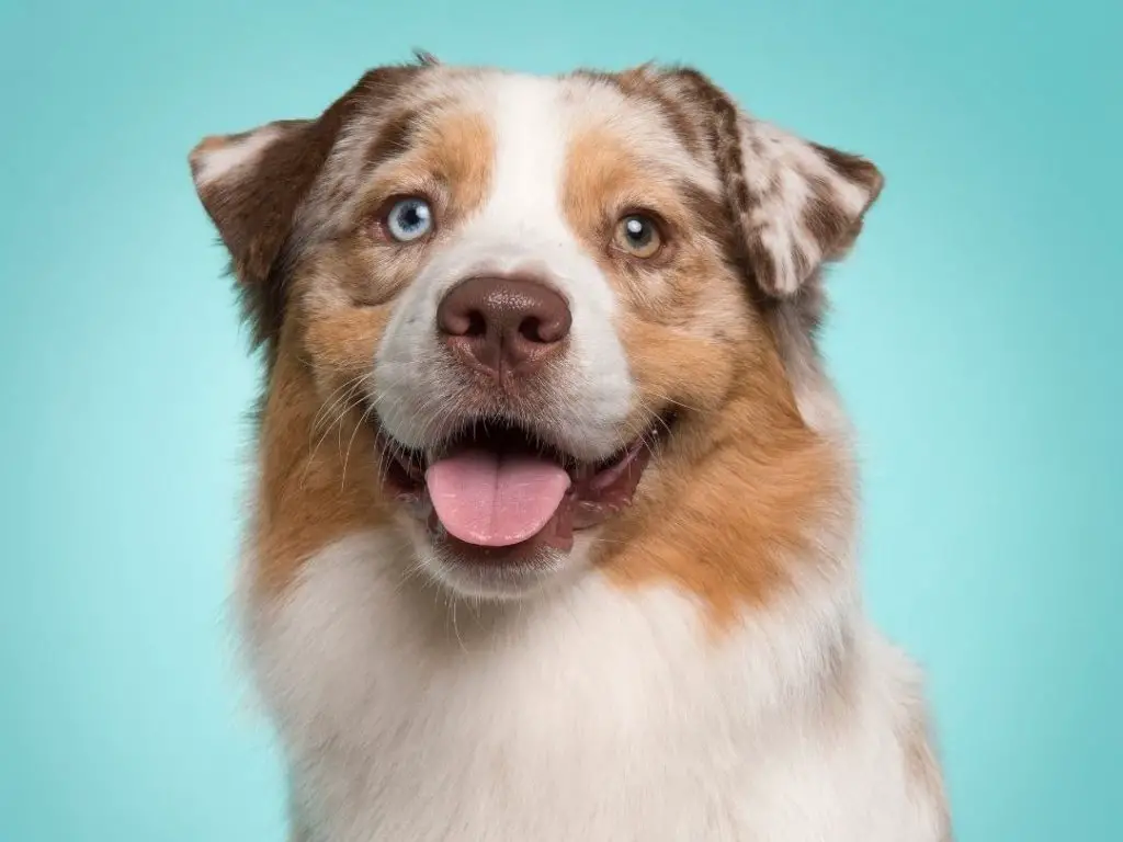 Why Do Dogs Sit Next To You In The Bathroom? +5 Logical Explanations