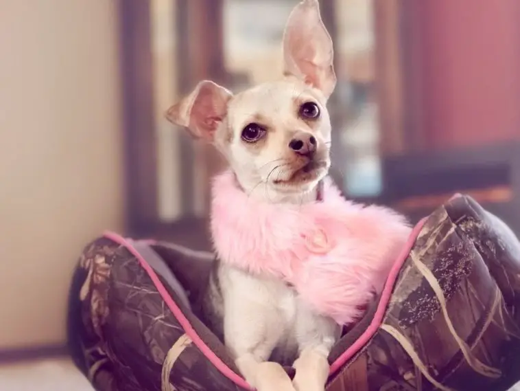 What Age Do Chihuahuas Go Into Heat? 4 Stages + 9 Heat Signs