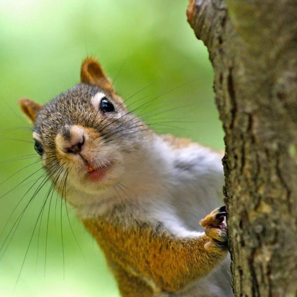 why-do-dogs-bark-at-squirrels