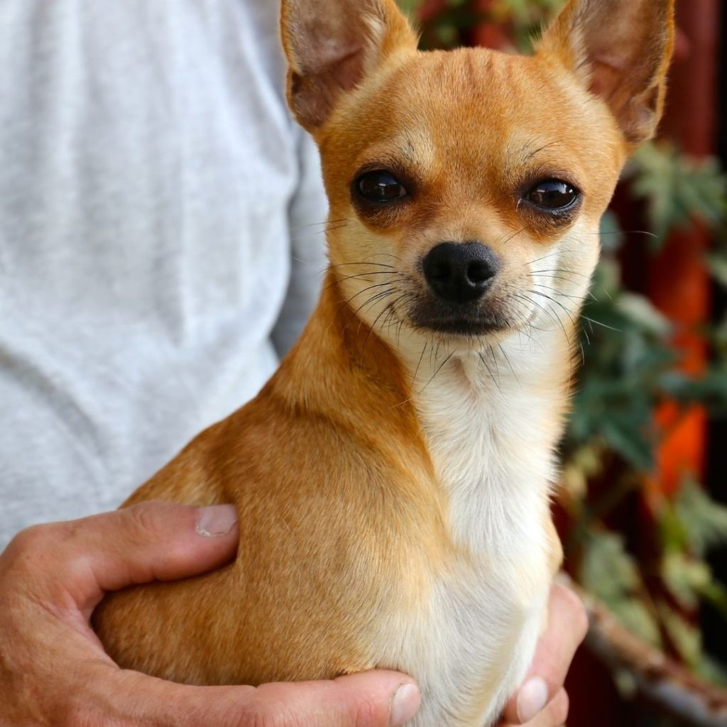 what-age-do-chihuahuas-go-into-heat