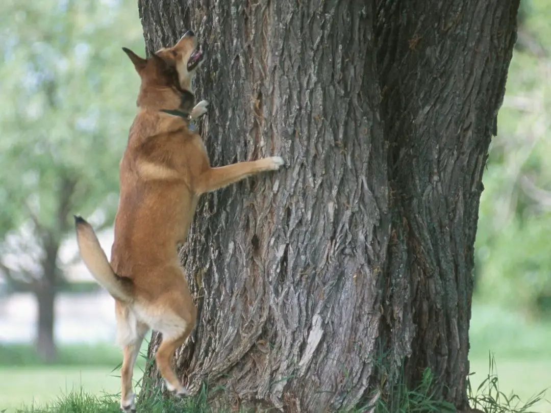 why-do-dogs-bark-at-squirrels