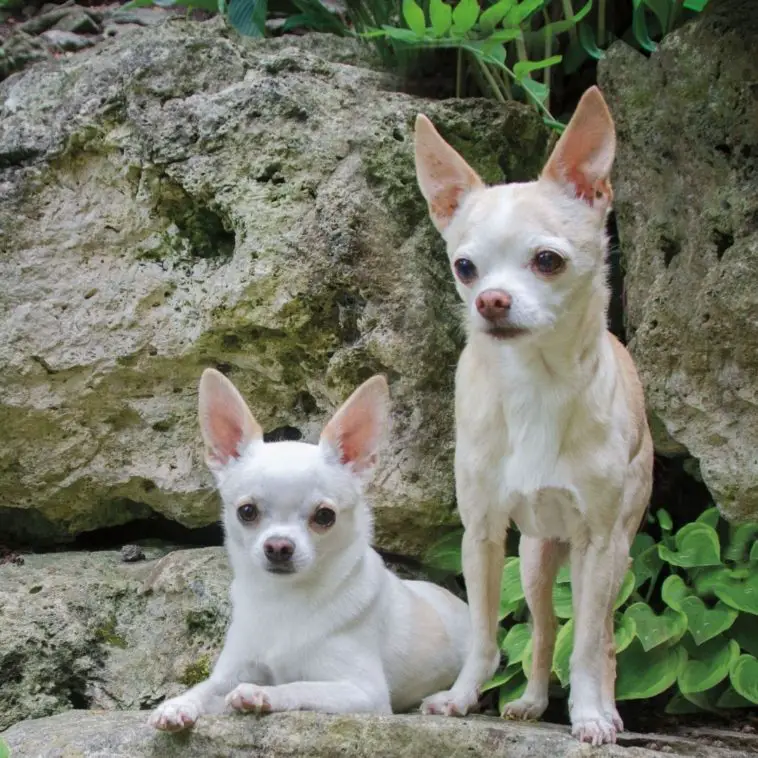 What Age Do Chihuahuas Go Into Heat? 4 Stages + 9 Heat Signs