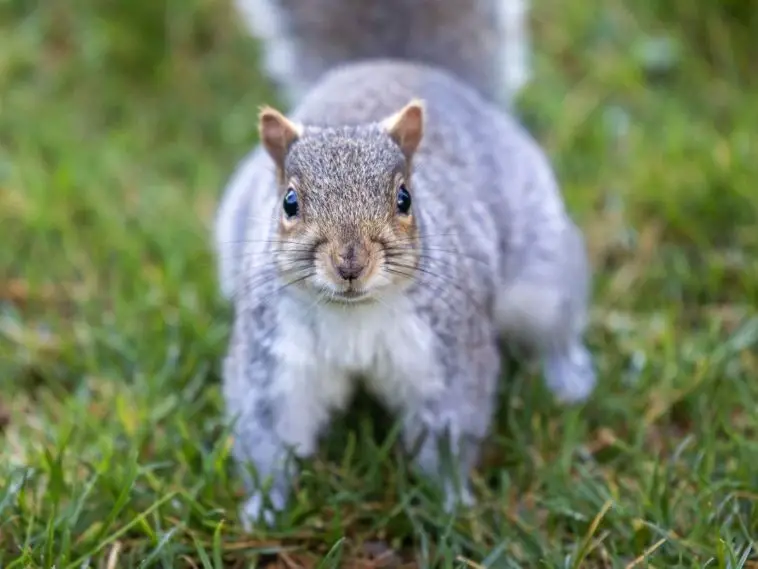 Why Do Dogs Bark At Squirrels? 4 Dangers + 3 Tips To Stop Barking