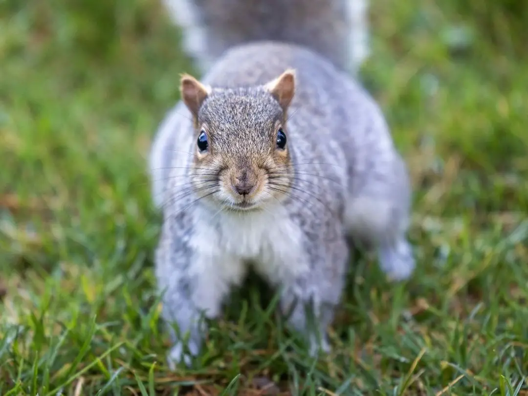 why-do-dogs-bark-at-squirrels