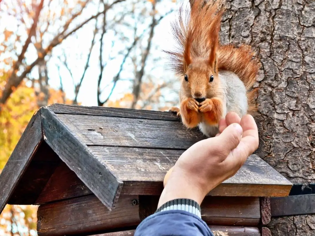 why-do-dogs-bark-at-squirrels