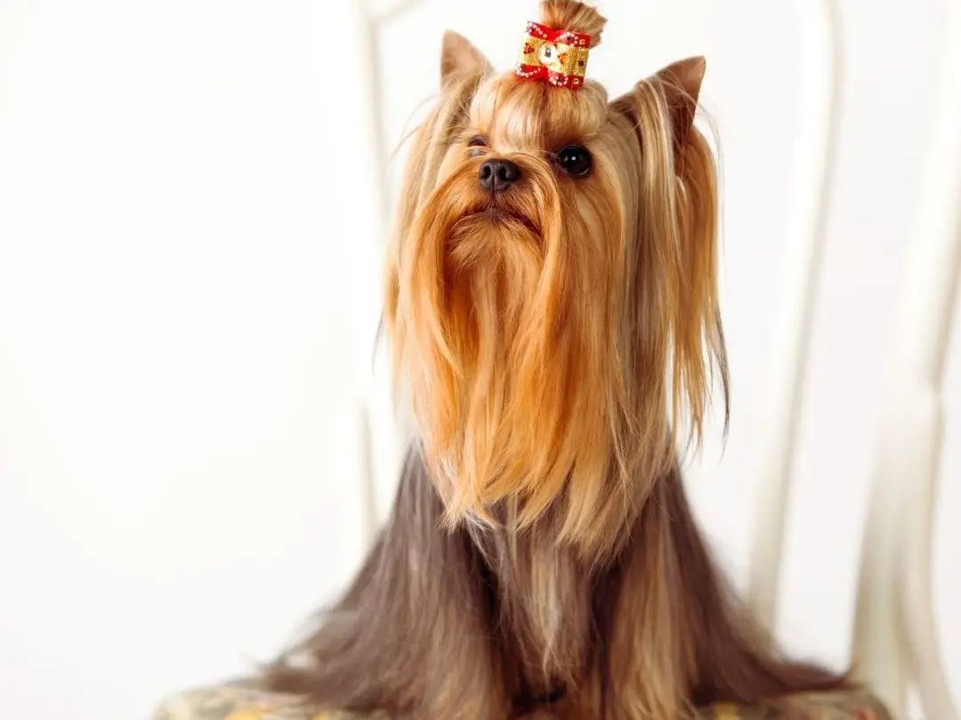 do-yorkies-have-human-hair